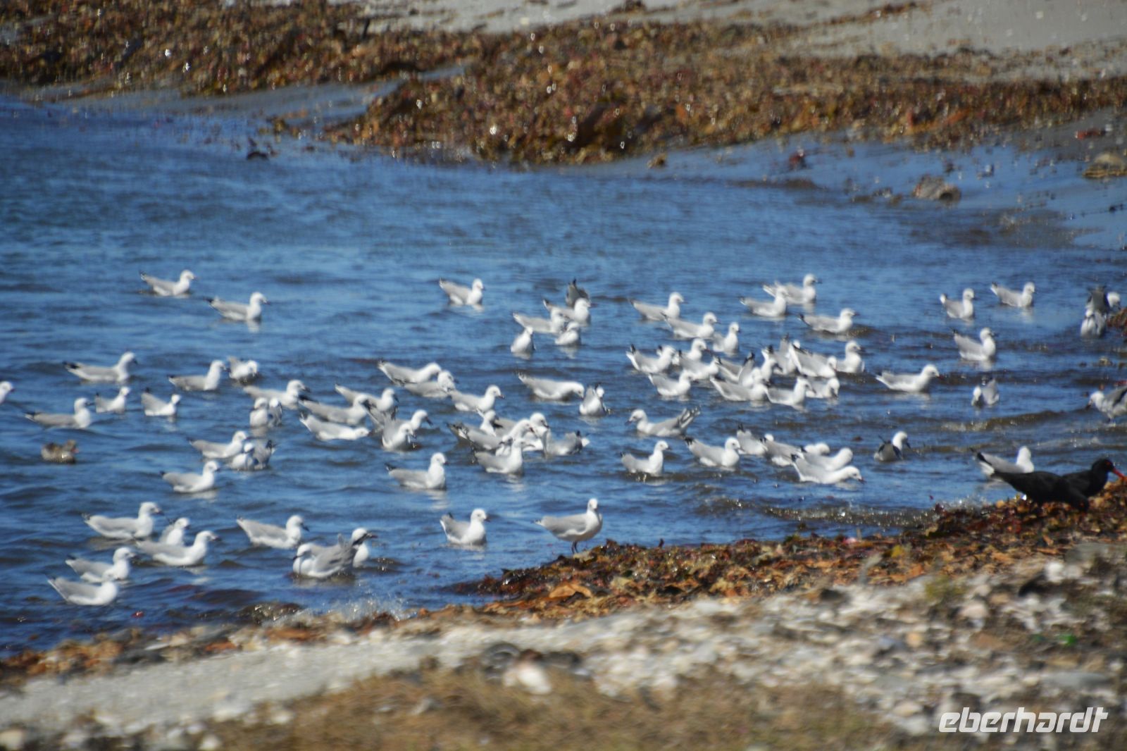 Spiel mit den Wellen der Möwen