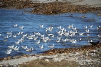 Spiel mit den Wellen der Möwen