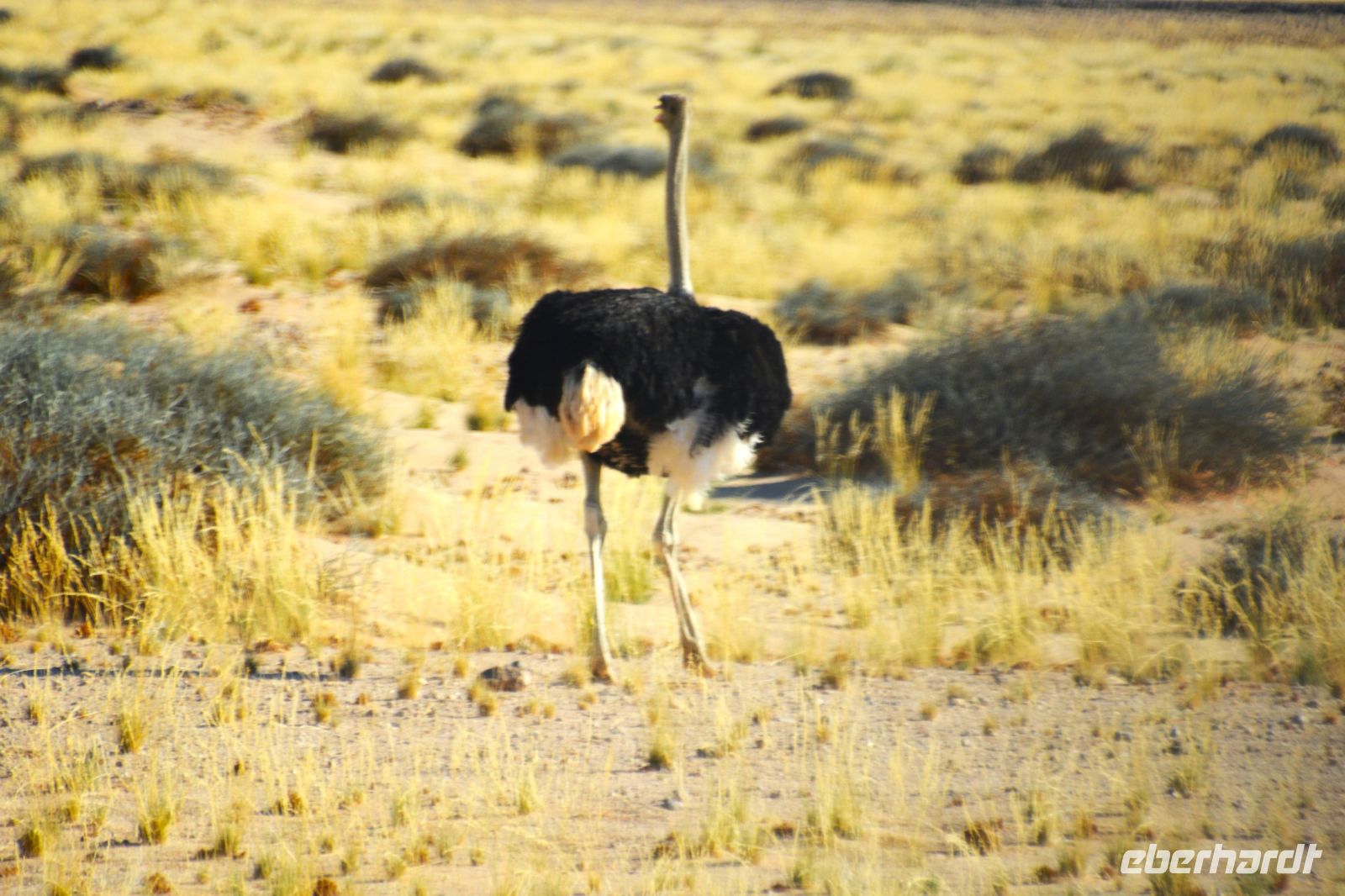 auf dem Rückweg nach Aus ein Strauß