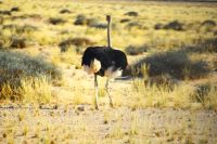 auf dem Rückweg nach Aus ein Strauß