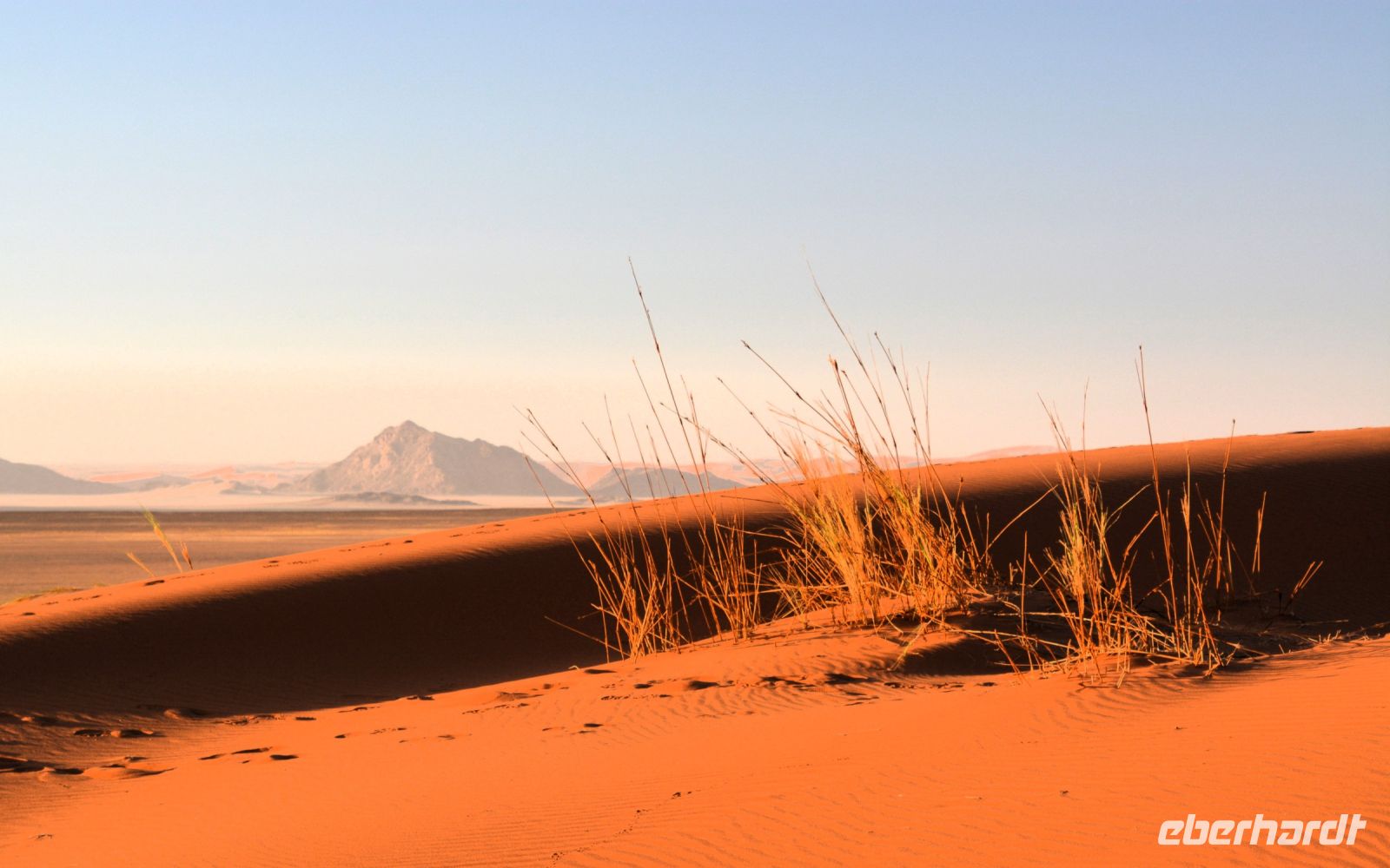 Leben auf der Düne in Sossusvlei