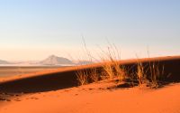 Leben auf der Düne in Sossusvlei
