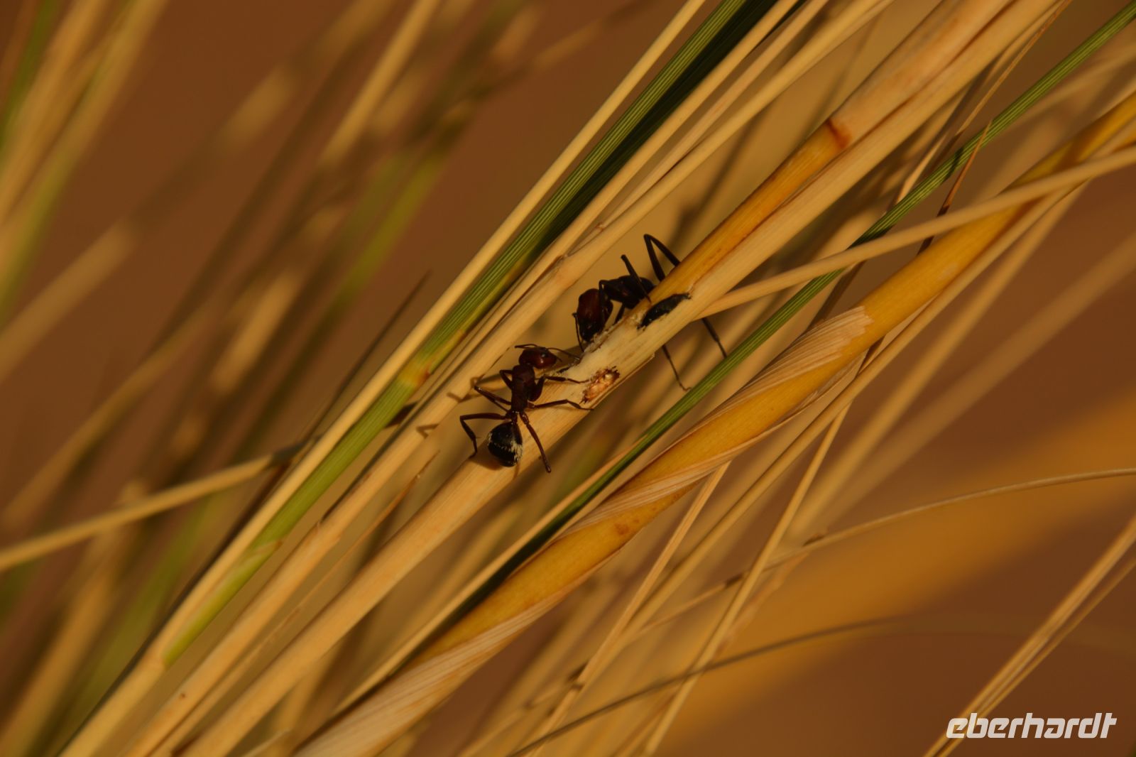 Ameisengeflüster auf den Halmen