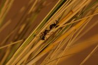 Ameisengeflüster auf den Halmen