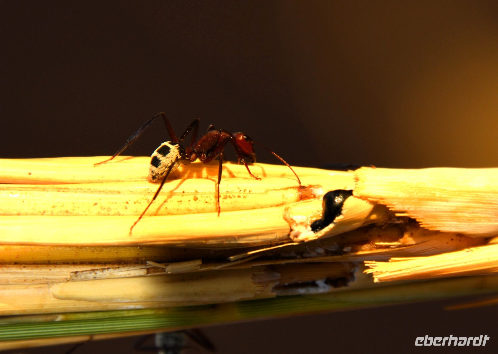 Nahaufnahme der Ameisen