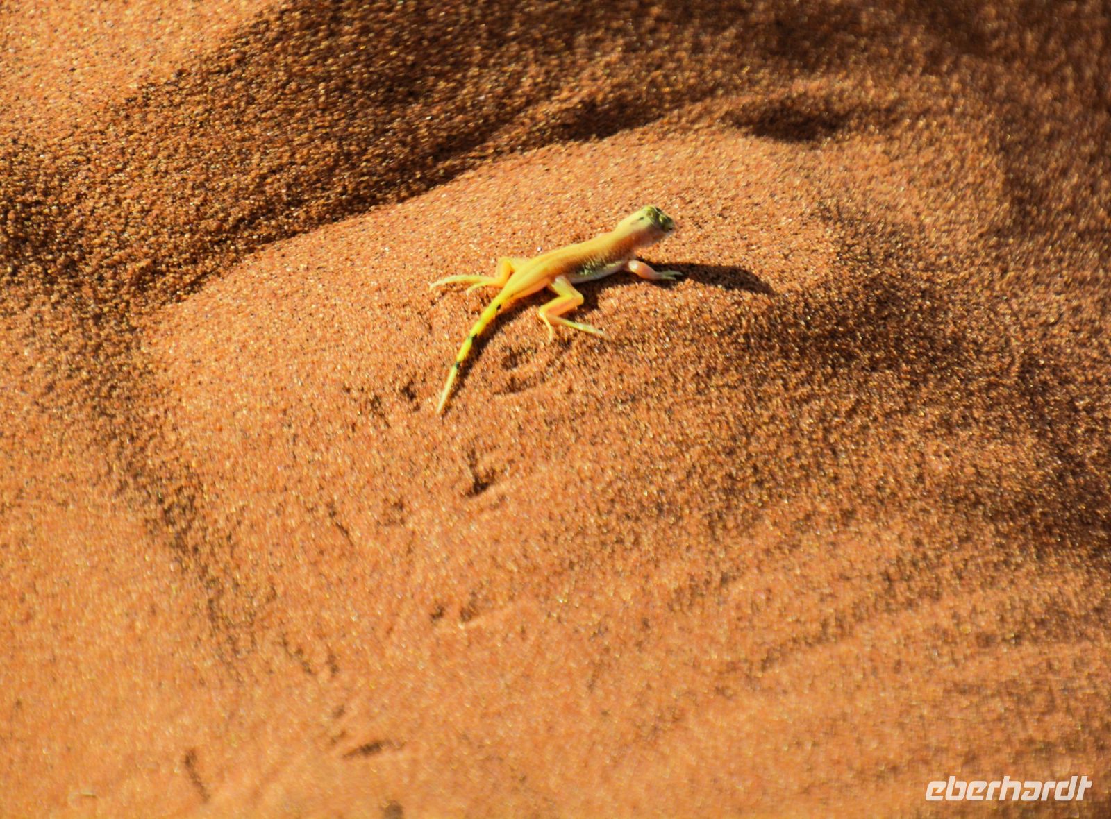 kleine flinke Eidechse auf der Düne