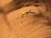 kleine flinke Eidechse auf der Düne