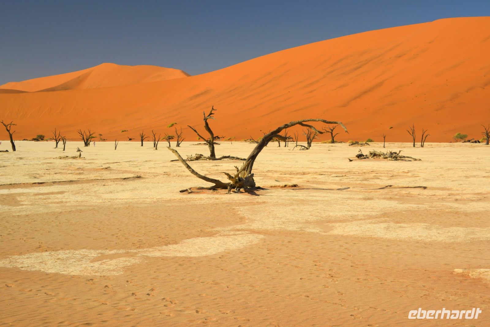 abgestorbene Bäume gibt es mehrere
