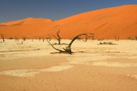 abgestorbene Bäume gibt es mehrere