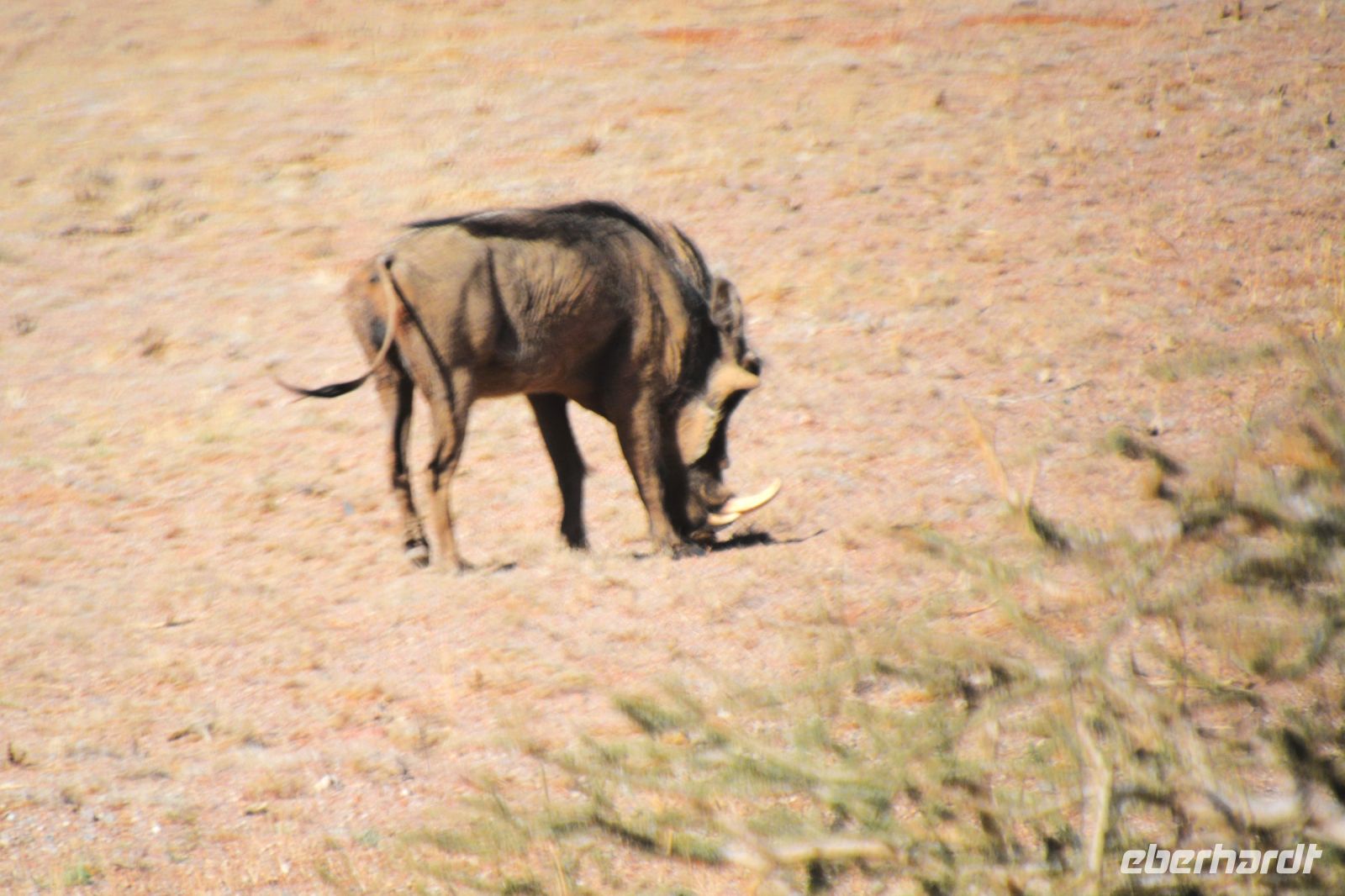 ein Warzenschwein gibt sich die Ehre