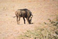 ein Warzenschwein gibt sich die Ehre