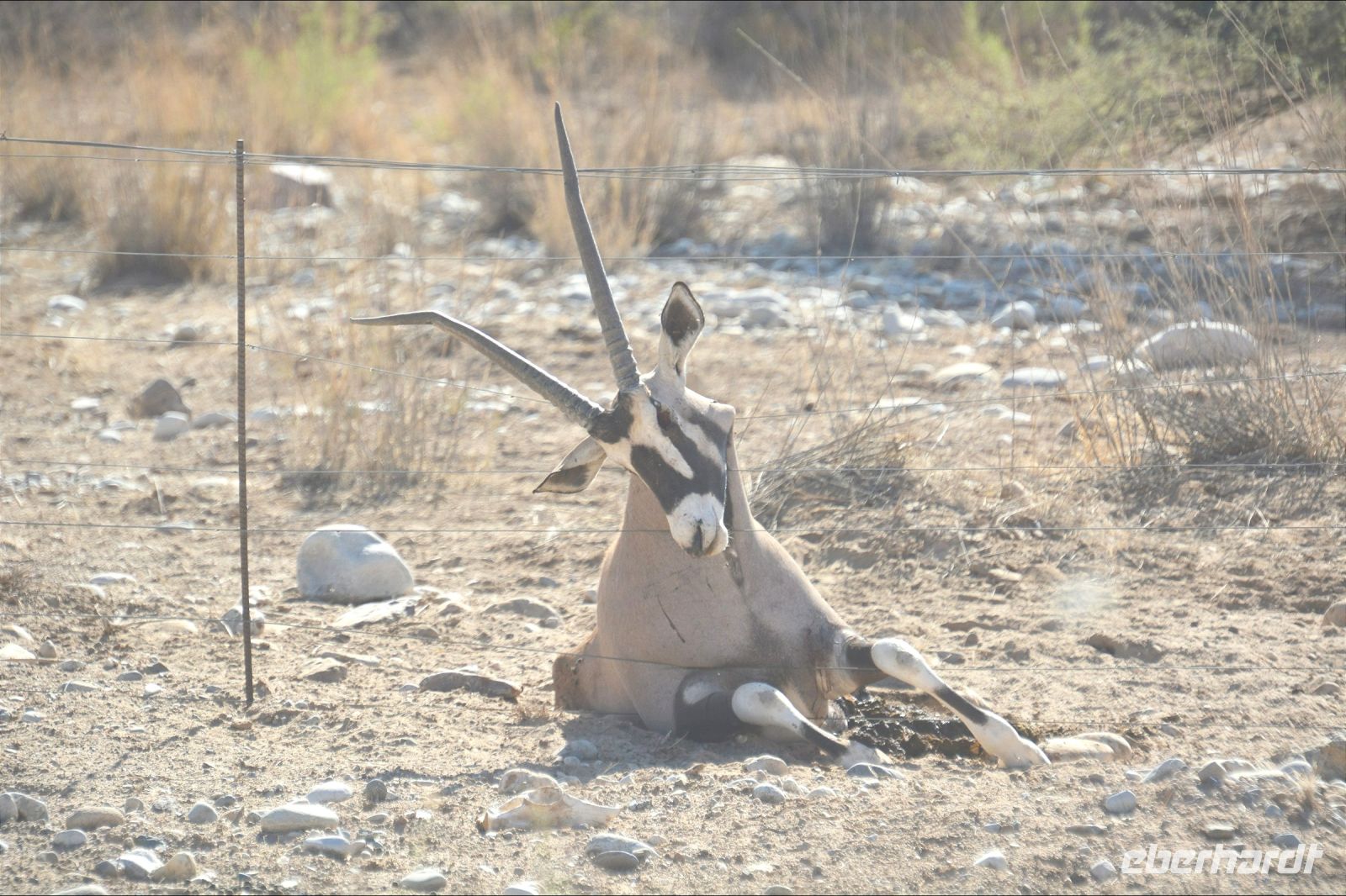 da ist nichts mehr zu machen - tote Antilope