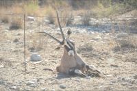 da ist nichts mehr zu machen - tote Antilope