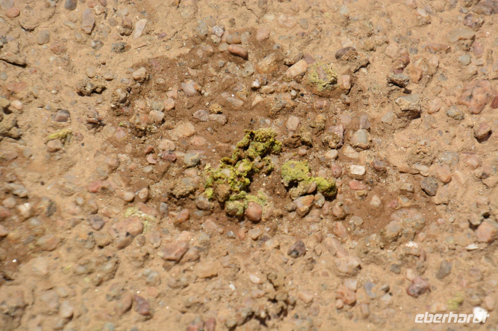 Flechten als Zeichen von Leben