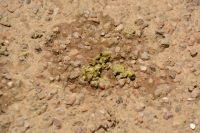 Flechten als Zeichen von Leben