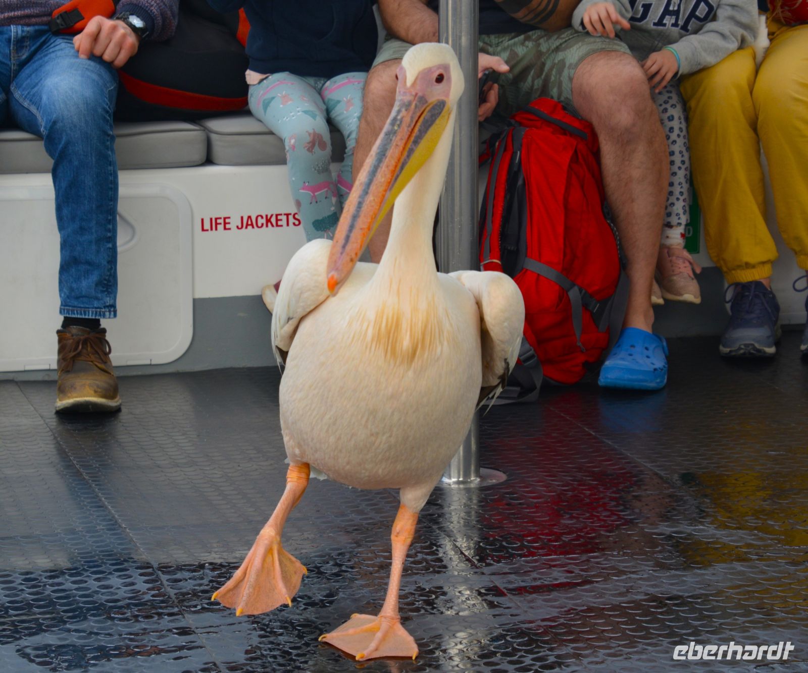 Pelikan Felix ist mittendrin