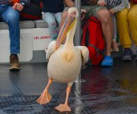 Pelikan Felix ist mittendrin