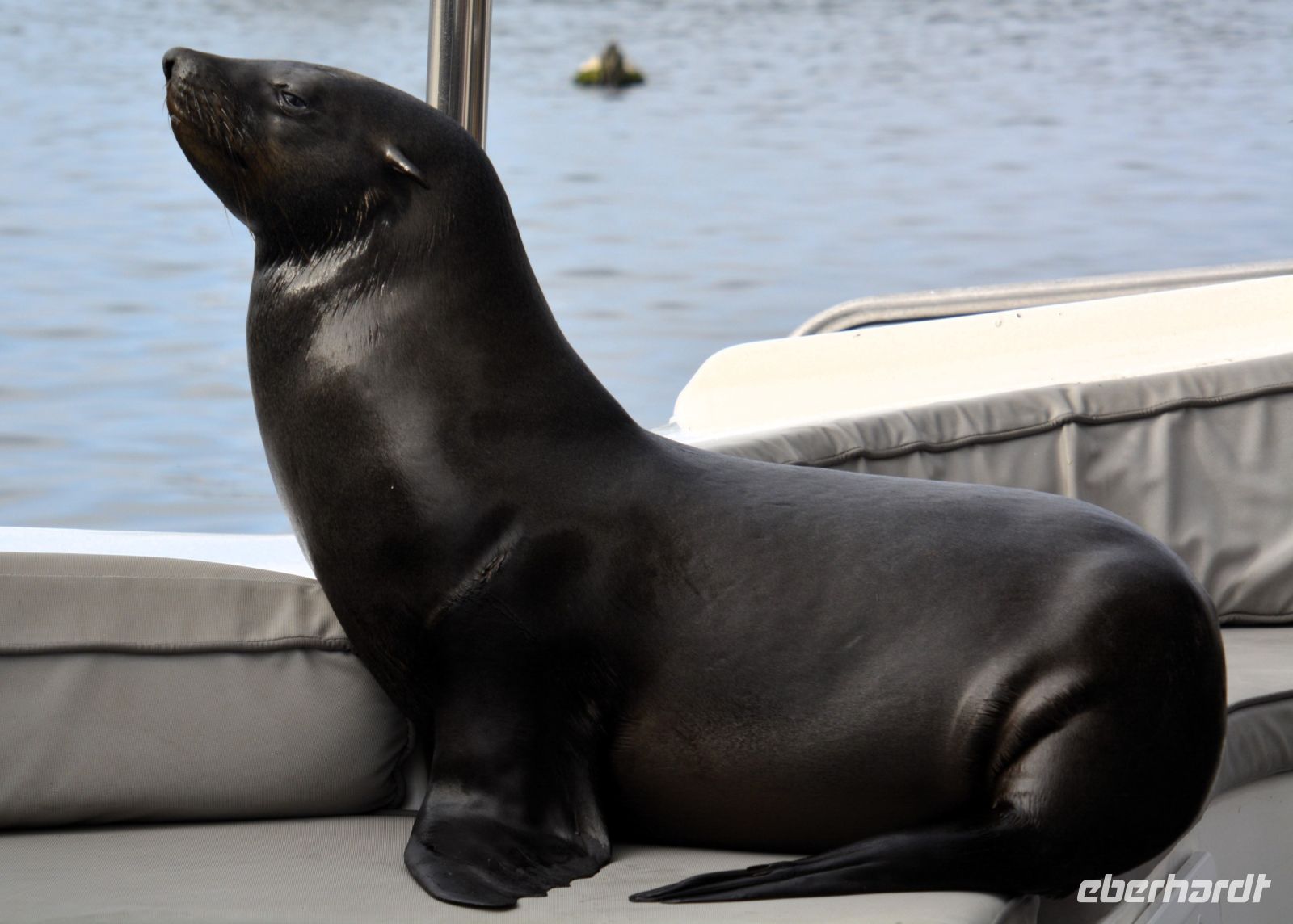 ich setze mich den Gästen auch schon mal auf den Schoß
