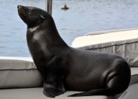 ich setze mich den Gästen auch schon mal auf den Schoß