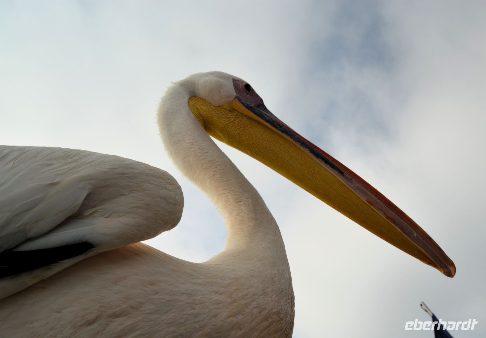 Pelican Beauty