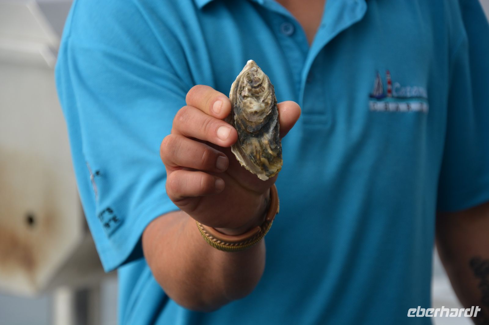 eine einheimische Auster