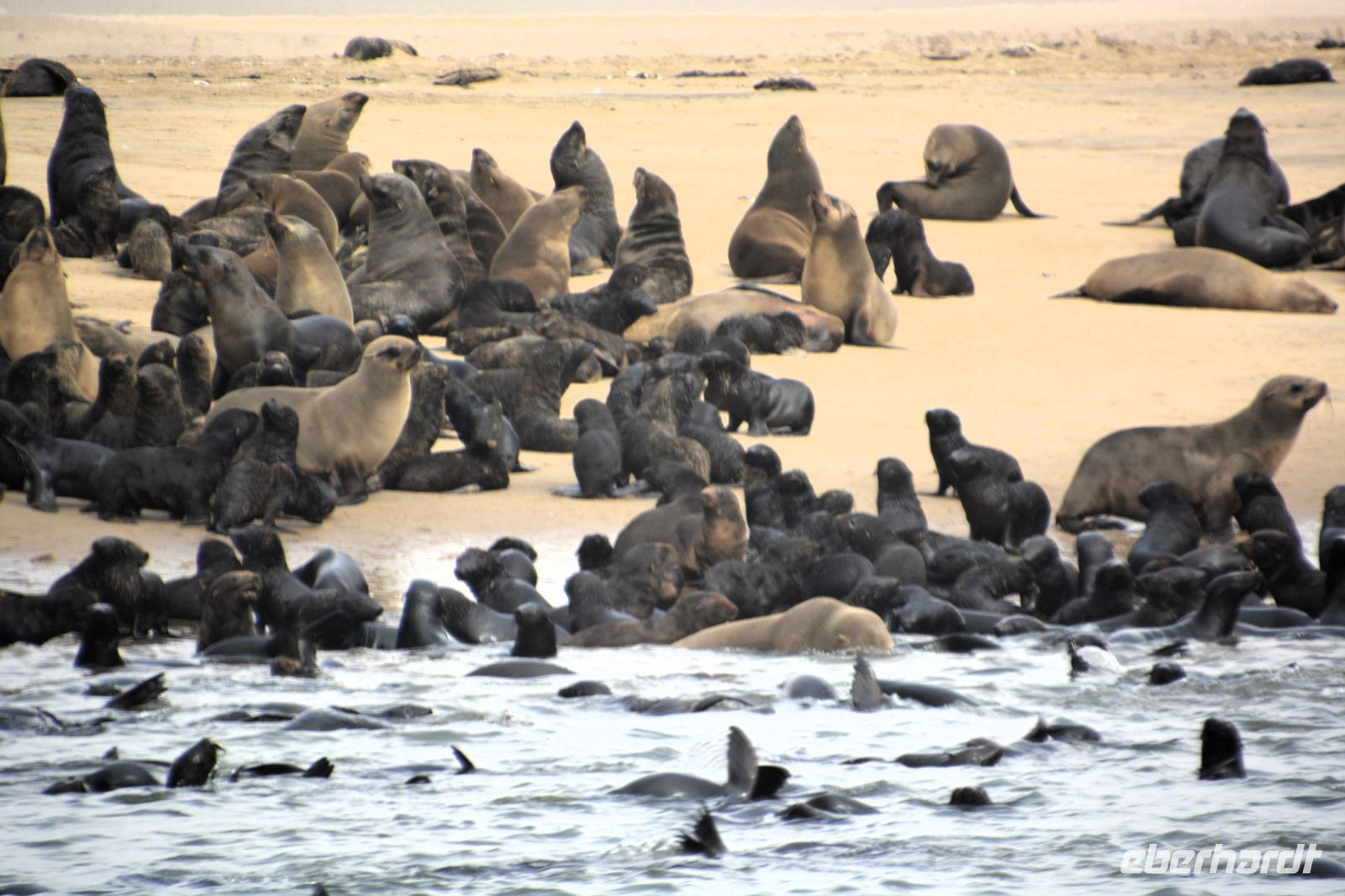 Robbenkolonie vor Swakopmund