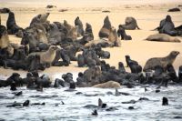 Robbenkolonie vor Swakopmund