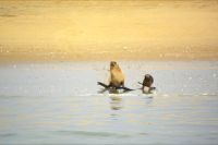 Robbenmutter und ihr Junges