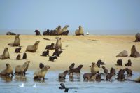 Tausende von Tieren an der Küste