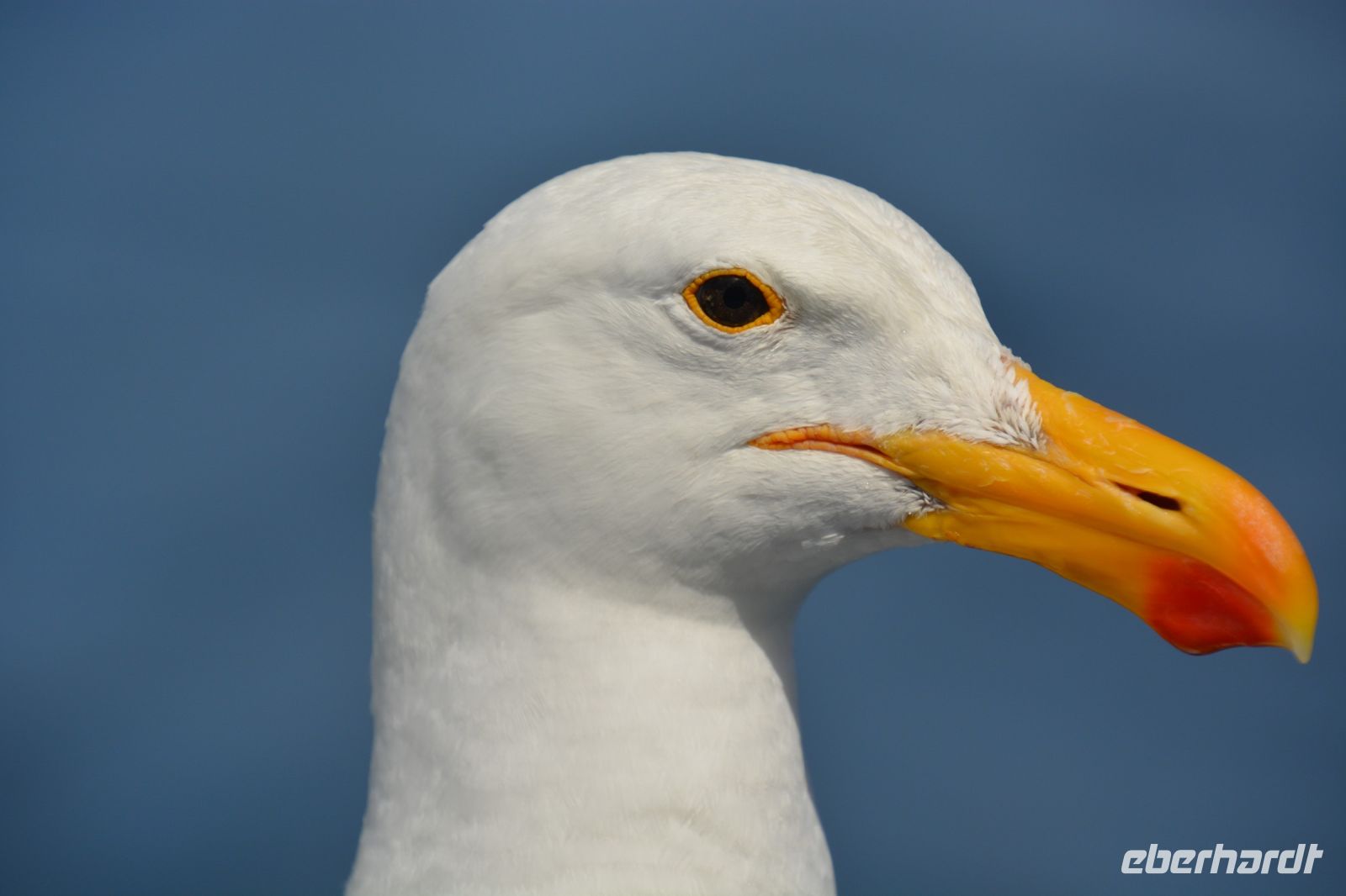 Möwen beobachten das Ganze