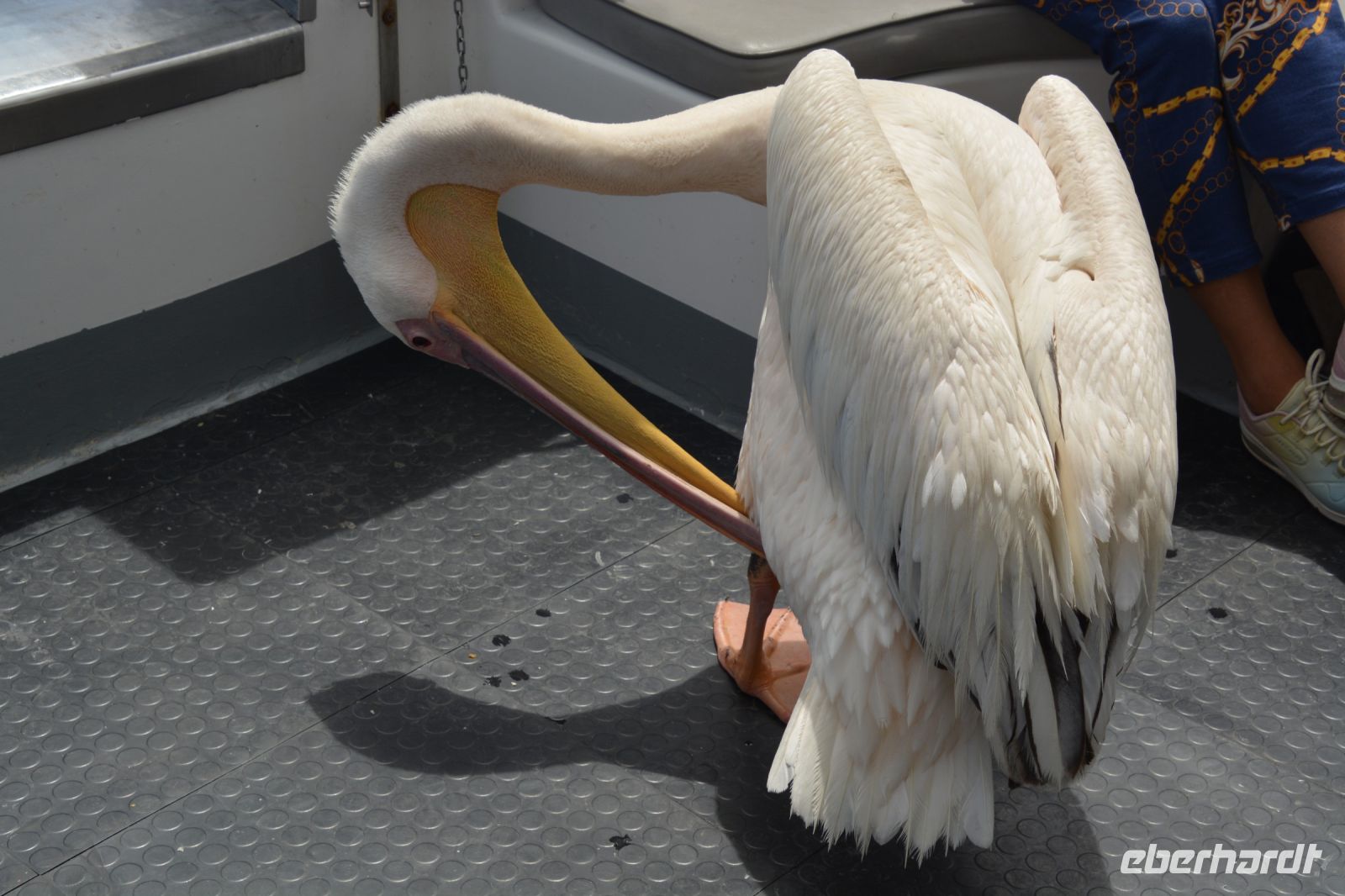 Felix macht Nachmittagsputz