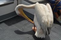 Felix macht Nachmittagsputz