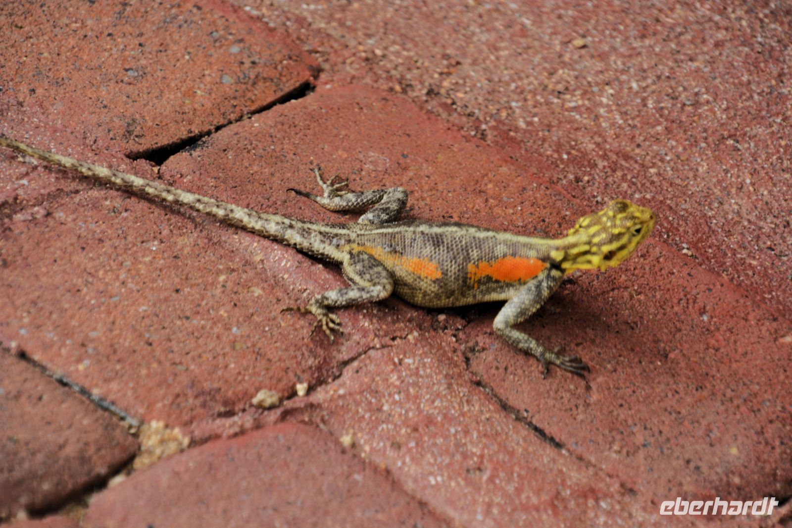 kleine Agame in der Ai Aiba Lodge