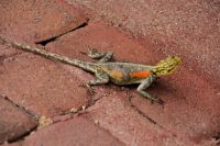 kleine Agame in der Ai Aiba Lodge
