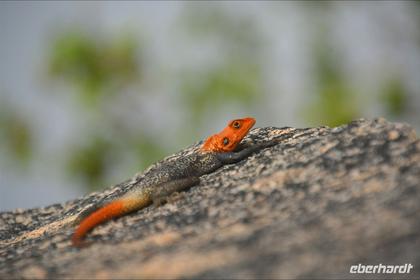 Felsagame am Wegesrand (Ai Aiba Lodge)