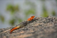 Felsagame am Wegesrand (Ai Aiba Lodge)