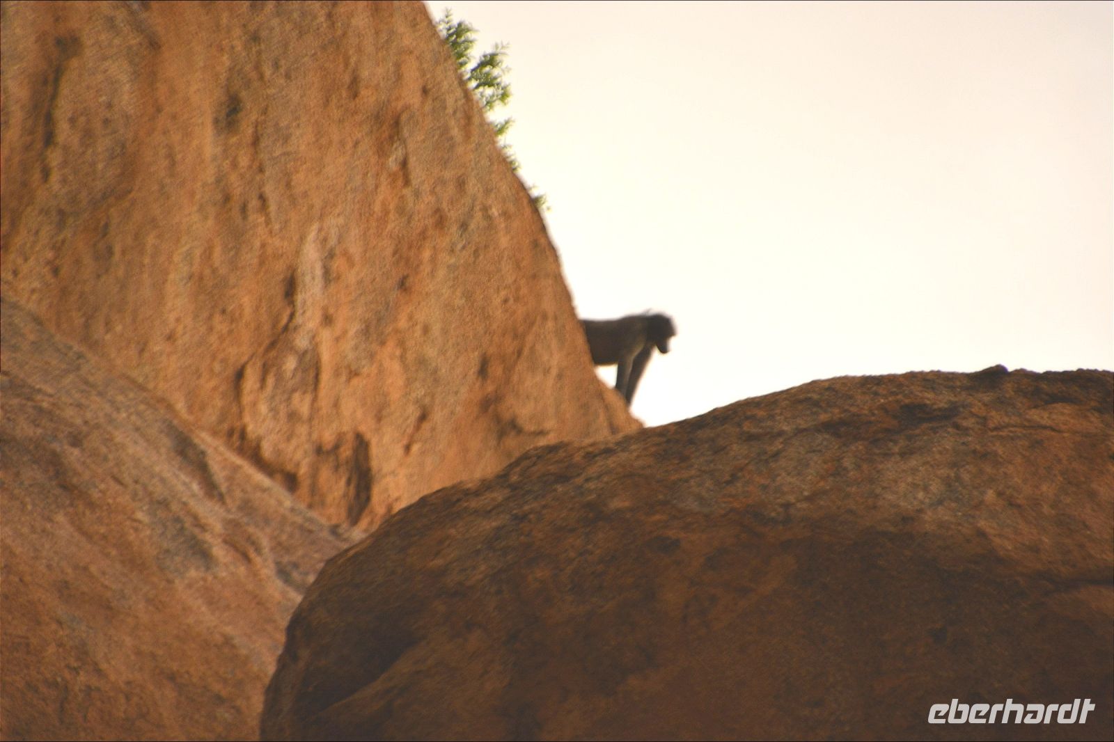 ein Pavianmännchen beobachtet uns (Ai Aiba Lodge)