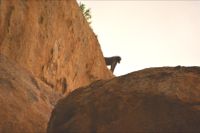 ein Pavianmännchen beobachtet uns (Ai Aiba Lodge)