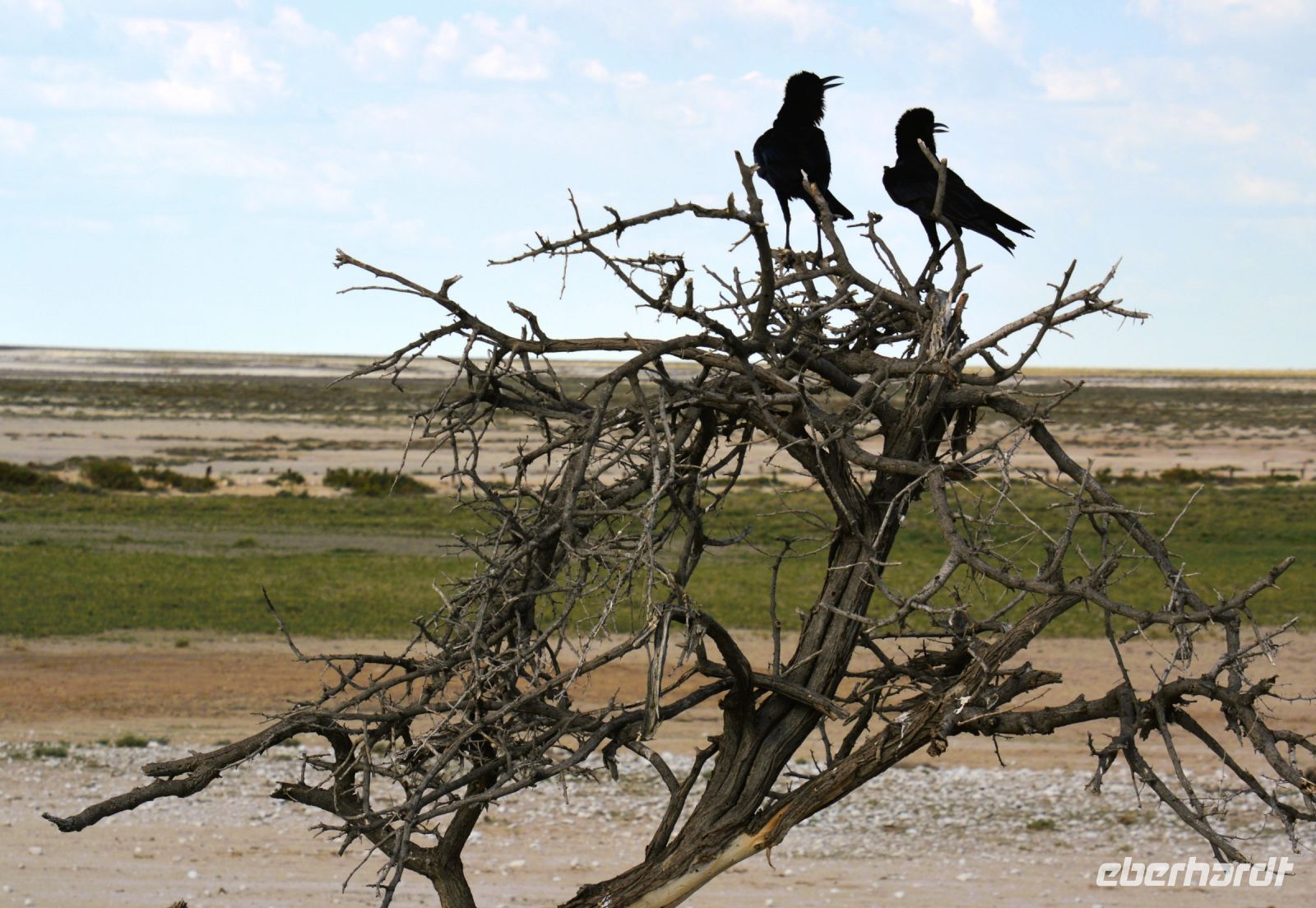 Nachmittagstalk auf dem Baum (Etosha-NP)