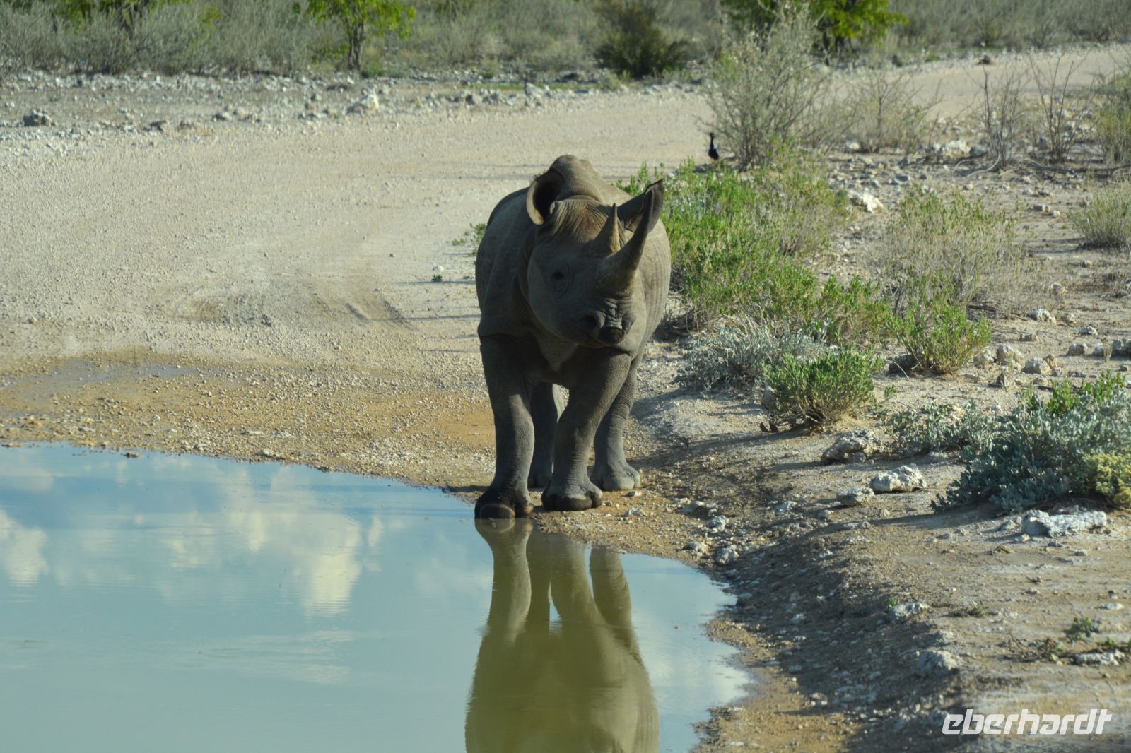 ein Spitzmaulnashorn an der Wasserlache (Etosha-NP)