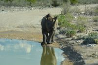 ein Spitzmaulnashorn an der Wasserlache (Etosha-NP)