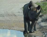 wer sind denn die? (Etosha-NP)