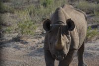 jetzt haut mal ab! (Etosha-NP)