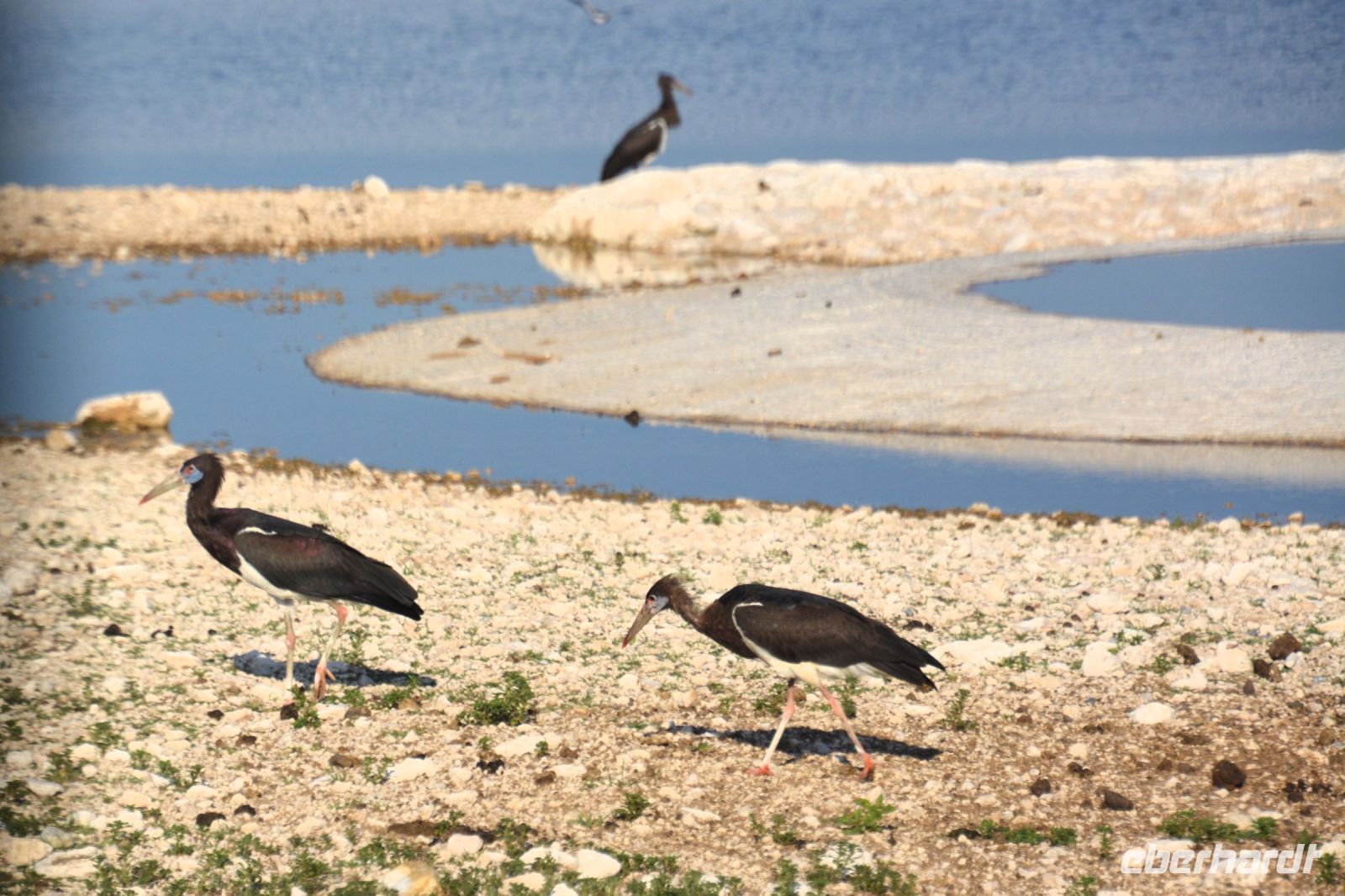 Abdimstörche auf Futtersuche in Etosha