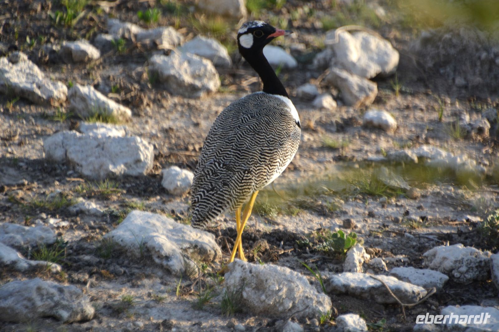 Weißflügeltrappe (Etosha-NP)
