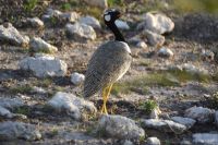 Weißflügeltrappe (Etosha-NP)