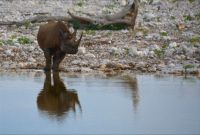 Nashorn am Wasserloch (Etosha-NP)