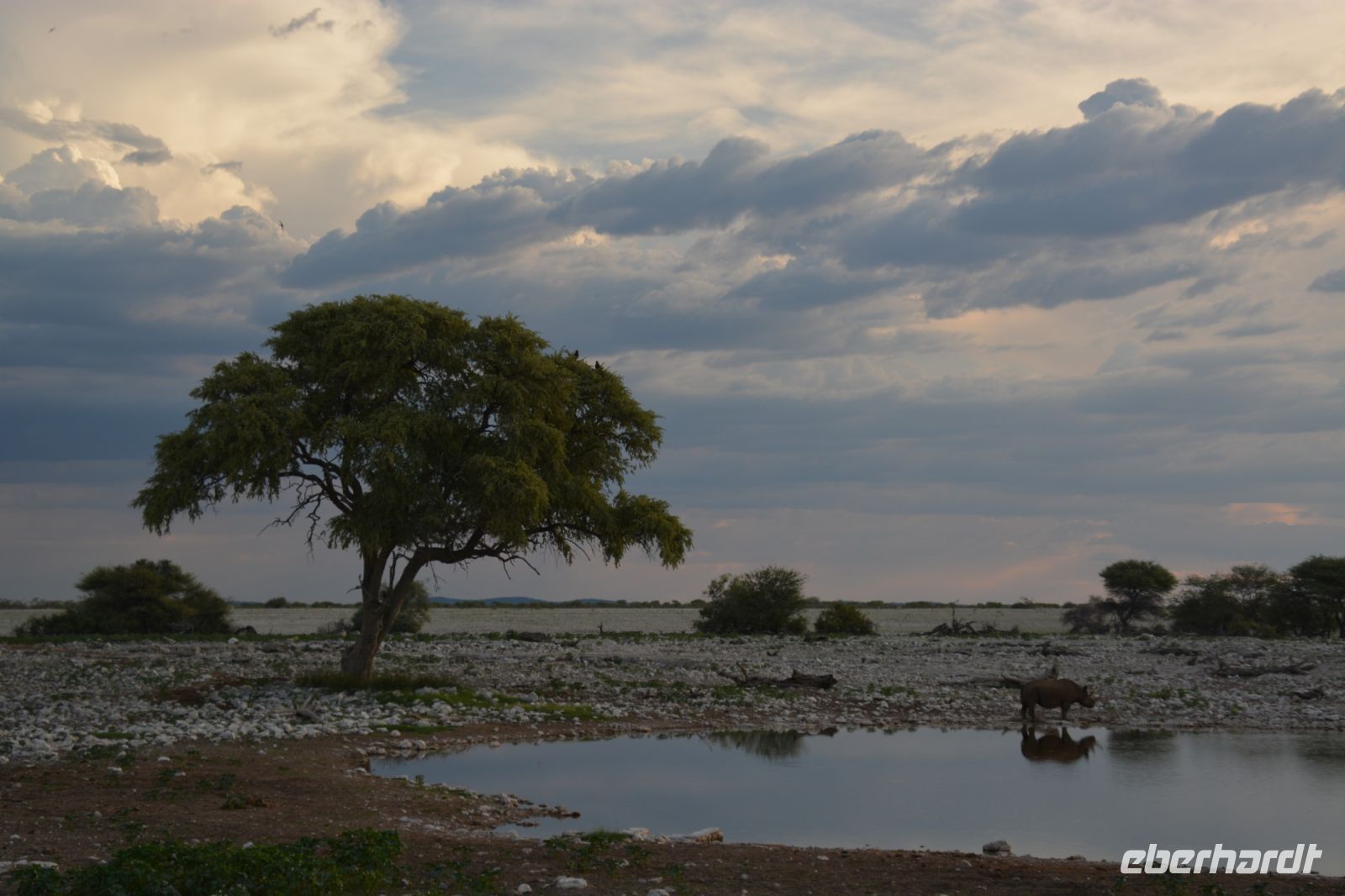 Gewitterstimmung (Etosha-NP)