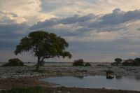 Gewitterstimmung (Etosha-NP)