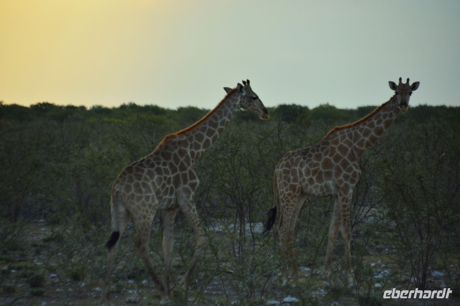Giraffen in der Dämmerung (Etosha-NP)